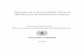 Aplicación de la técnica MALDI-TOF en la identificación …uvadoc.uva.es/bitstream/10324/4015/1/TFM- M 43.pdf · mayoritariamente proteínas ribosomales de las bacterias generándose