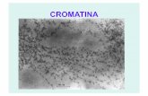 CROMATINA - zoologiageneral.com.arzoologiageneral.com.ar/datos/TEORICOS/T5.pdf · La Meiosis consiste en dos divisiones nucleares, que reducen a haploide el número cromosómico.