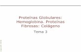 Proteínas Globulares: Hemoglobina. Proteínas Fibrosas ... · similar a la mioglobina – Función: •Transporte de O 2 y CO 2 entre los pulmones y los tejidos Mioglobina Hemoglobina.