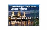 citopatologia infecciosa cervico vaginal - Fundación iofundacionio.org/docs/cursos/citopatologia_infecciosa_cervico... · En ocasiones puede producir vulvovaginitis . citológicos