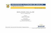 BIOLOGÍA CELULAR - dgep.uas.edu.mxdgep.uas.edu.mx/programas2015/6_SEMESTRE/61.pdf · La biología celular es una rama de la biología que se encarga del estudio de las células,