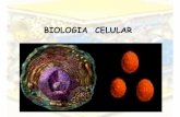 BIOLOGIA CELULAR - jlmateos.files.wordpress.com · biologia celular. organelos membranosos 1. nucleo 2. membrana plasmatica 3. reticulos 4. lisosomas 5. peroxisomas 6. mitocondrias.