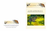 La Vida y la Migración de la Magnífica Mariposa Monarca · Durante la fase de sus vidas en la que son orugas, las monarcas pasan el tiempo comiendo y creciendo. Esta monarca se