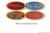 Microorganismo - Páginas Web Educativas :: Iniciosgpwe.izt.uam.mx/files/users/uami/acym/Microorganismos.pdf · Los microorganismos también llamados microbios ... Espiroquetas o