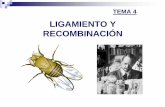 LIGAMIENTO Y RECOMBINACIÓN - wpd.ugr.eswpd.ugr.es/~rnavajas/wp-content/uploads/2017/03/TEMA_4_GI.pdf · Comportamiento de los Cromosomas en Meiosis Entrecruzamiento: intercambio