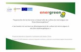 “Superación de las barreras al desarrollo de cultivo de ...energreenproject.com/wp-content/uploads/2014/04/ENERGREEN-Arkau… · mayoritariamente de aceites vegetales, sobre todo