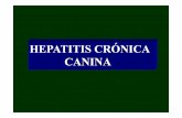 HEPATITIS CRÓNICA CANINAE... · en la enfermedad hepática es tóxico para el hepatocito. ... Hipótesis de defecto primario metabólico estudio en 10 perros ... similares a los
