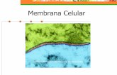Membrana Celular - jenmarav.files.wordpress.com · Transporte celular . Difusión Desplazamiento de partículas al azar, las partículas se difunden a través de la membrana sin necesidad