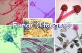 Reino FUNGI (HONGOS)iespoetaclaudio.centros.educa.jcyl.es/sitio/upload/hongos_1bach_1.pdf · Los hongos pluricelulares tienen una estructura de talo, constituida por una serie de