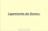 Ligamiento de Genes - ecaths1.s3.amazonaws.comecaths1.s3.amazonaws.com/geneticaveterinaria/1865343388.Ligamient… · •Medidas de ligamiento. •Elaboración de mapas cromosómicos,