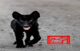 perro lobo de méxico - calupoh.comcalupoh.com/CalupohCompleto_baja.pdf · Después de muchos años transcurridos y miles de horas trabajadas en la estandarización del Perro Lobo