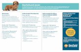 Dachshund joven - banfield.com.mx · similar a la fiebre del heno en humanos, pero la picazón en piel es el signo más común en los perros. Detección Temprana Recomendado: exámenes