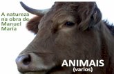A natureza na obra de Manuel María - Actualidade · A VACA. A señora Vaca. traballa sen tasa, mantén a súa cría. dá leite prá casa. A señora Vaca. non dá descansado, tira