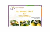 EL MARACUYÁ EN COLOMBIA - cpac.embrapa.br · Maracuyá y Granadilla: Frutas de ciclo corto ... PLAGAS. Qué se esta ... apoyar el mejoramiento de la sanidad e inocuidad del cultivo