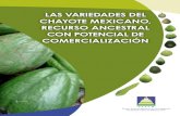 Las Variedades deL chayote mexicano, recurso … · guisos, caldos y sopas; también se comen en crudo, fríos o asados a semejanza de las papas. El fruto también es utilizado por