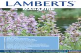 En este número - LAMBERTS® ORIGINAL - Web …lambertsusa.com/wp-content/uploads/2016/03/Lamberts... · 2017-02-22 · Preguntas y crucigrama de LAMBERTS. ... preparado una oferta