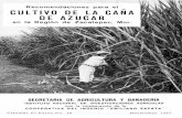 Recomendaciones para el Cultivo de la Caña de … · recomendaciones para el cultivo de la caÑa de azÚcar en la regiÓn de zacatepec, mor. por jaime delgado, fernando cabrera y
