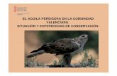 EL AGUILA PERDICERA EN LA COMUNIDAD … · Tricomoniosis Resultados: De los 33 ejemplares estudiados, dos de los procedentes de la provincia de Valencia (un cernícalo y una calzada)
