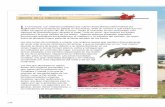 REGIÓN DE LA ORINOQUÍA - eduteka.icesi.edu.coeduteka.icesi.edu.co/pdfdir/Biodiversidad08C.pdf · tráfico de flora y fauna silvestre, especialmente peces, boas, monos y aves como