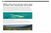 Cuba ARTÍCULO Vida silvestre de las islas del Caribe: … · plantas y los animales, y trabajan para proteger la diversidad de Cuba. Gracias a estos esfuerzos, podemos continuar