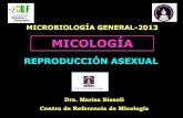 MICOLOGÍA - fbioyf.unr.edu.ar · MICELIO DE REPRODUCCIÓN ASEXUAL Esporas asexuales: mitosporas asexuales, internos que se forman dentro de una estructura saciforme llamada esporangio.