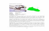 Ortalis guttata columbiana - CORTOLIMA · N. Común: Guacharaca variable Categoría: Ninguna Descripción. Es un ave delgada y de cola larga, mide 53cm. y se caracteriza por tener