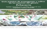 Guía práctica de propagación y cultivo Echeveria - gob.mx · Manual de Propagación de Echeverias Ambientales ... en floricultura. En los últimos años las especies del género