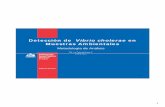 Detección de Vibrio cholerae en Muestras Ambientales de procedimitnos de... · Pseudomonas, Aeromonas y otros Vibrio alginolyticus Vibrio parahahemolyticus Vibrio cholerae Microorganismos