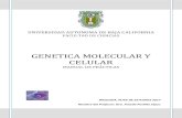 GENETICA MOLECULAR Y CELULAR - fc.ens.uabc.mxfc.ens.uabc.mx/documentos/manuales/Manual Genetica Mol y Cel 201… · GENETICA MOLECULAR Y CELULAR 3 REGLAS DE SEGURIDAD EN EL LABORATORIO