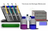 Técnicas de Biología Molecular - [DePa] Departamento de ...depa.fquim.unam.mx/amyd/archivero/23IngenGenet1_23749.pdf · II. Separación electroforética de moléculas de DNA (A)