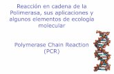 Reacción en cadena de la Polimerasa, sus …fernandotuya.org/wp-content/uploads/2010/10/3.-PCR...“Primers” (por donde empieza a trabajar la Polimerasa) • Universales –amplifica