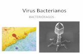 Virus Bacterianos - [DePa] Departamento de …depa.fquim.unam.mx/amyd/archivero/Clase10_23132.pdf · •Los ácidos nucleicos de los fagos a menudo contienen bases raras o modificadas