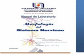 Centro de Ciencias Básicas - dm.ccbas.uaa.mxdm.ccbas.uaa.mx/download/médico_cirujano/mc_a_morfo_sist_nerv_la… · Hemisferios Cerebrales Identificar la configuración externa,