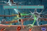 A función de coordinación permite que todo o … · 4. neurona motora 5. os efectores (mÚsculos) levan a cabo unha resposta acto involutario. actos voluntarios. sistema nervioso