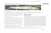 Salmo trutta Linnaeus, 1758. Trucha común - … · Trucha común Salmo trutta Linnaeus, 1758 Sobre el hábitat: alteración de los cauces fluviales por obras hidráulicas. Contaminación
