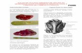 ATLAS DE ACCESO ABIERTO DE TÉCNICAS … · de la arteria subclavia (Figuras 3 y 5). Supone el principal aporte vascular a am-bas paratiroides, superiores e inferiores (Figuras ...