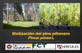 Biotización del pino piñonero Pinus pinea L · crecimiento in vitro el número final de plantas aclimatadas ... las fases de enraizamiento y aclimatación. ... 20 de Leitz y las