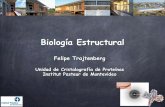 FqaBiol 2014 I - fqb.fcien.edu.uyfqb.fcien.edu.uy/docs/2014/biologia estructural.pdf · Por qué estudiar las macromoléculas biológicas desde un punto de vista estructural? ! Apectos