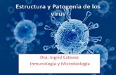Dra. Ingrid Estevez Inmunología y Microbiología · Los mecanismos de patogenia vírica incluyen: 1.Ingreso a un hospedero susceptible ^adquisición o contagio 2 ...