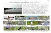Aves del Humedal “TIBABUYES” (Juan Amarillo) – …fieldguides.fieldmuseum.org/sites/default/files/rapid-color-guides... · 850 ha, representadas en 14 humedales de los cuales