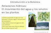 Relaciones hídricas: El movimiento del agua y los … · Relaciones hídricas: El movimiento del agua y los solutos en las plantas Introducción a la Botánica DBBE FCEyN - UBA ¿Cómo