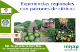 Experiencias regionales con patrones de cítricos - …concitver.com/semana de la citricultura/ponencias/1. LUNES26NOV-PD… · pendiente, drenaje, alcalinidad o acidez, entre otras)