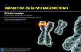 Valoración de la Mutagenicidad - ritsq.org · de las sustancias y de los preparados químicos. REACH Universidad de Alcalá‐1 al 4 de julio de 2008. Clasificación SGA para los