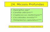 24. Micosis Profundas - jamontaraz.files.wordpress.com · por 2-3 días a 20-50C. Aspergillus • Se reconocen más de 190 especies pero solo unas cuantas se asocian con infecciones