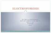 ELECTROFORESIS - Inicio · * Electroforesis de proteínas: • Papel, almidón, agar, acetato de celulosa Gel poroso Características Gel poroso (entramado tridimensional interno)