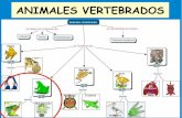 ANIMALES VERTEBRADOS - El profe de Naturales | Blog de Biología y … · 2017-02-08 · Presentan piel desnuda y húmeda. ... CICLO VITAL DE LA RANA rana adulto huevo embrlôn renacuajo