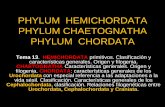 PHYLUM HEMICHORDATA PHYLUM … de... · Clase Myxini – Mixínidos Infraphylum Vertebrata Superclase Petromyzontomorphi Clase Petromizontida – Lampreas Superclase Gnatosthomata