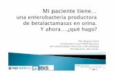 Pilar Retamar Gentil Coordinadora Grupo PROA …cursoinfeccionesalcorcon.es/images/Presentaciones/04 BLEE orina.pdf · 7 días(14 si bacteriemia); sin paso a víaoral Curaciónclínica:
