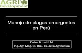 Manejo de plagas emergentes en Perú - redagricola.com · Ejemplo sobre control conjunto de plagas primarias de la vid Poda producción Junio Brotación Floración Apriete de racimo