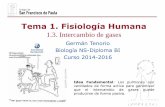 Tema 1. Fisiología Humana - DPBiología - Homedpbiologia.weebly.com/uploads/2/1/5/5/21553524/gtp_t1.fisiologia... · Fisiología Humana 1.3. Intercambio de gases. ... los pulmones